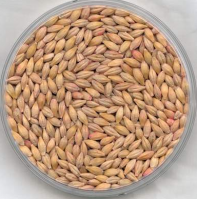 Premium Quality Feed barley For Animal Feed and Human Consumption