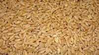 Best Quality Milling Wheat, Feed Wheat, Buck wheat