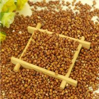 High Quality Bulk Red Sorghum/White Sorghum For Sale