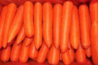 New Crop Fresh Carrot For Sale at competitive Price