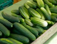 High Quality Fresh Cucumber/Frozen Cucumber/Sea Cucumber