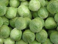 Fresh Cabbages/Fresh round cabbages/Fresh Frozen cabbages