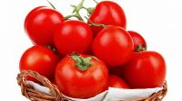 Fresh Cherry Tomato & Fresh Plum Tomato For Sale