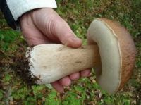 Boletus Mushroom At factory price for sale