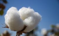 100%  Raw Cotton / Cotton Yarn / Cotton Fiber / Cotton Seeds For Sale.