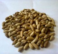 Best Quality Neem Seed / Neem Seed For sale
