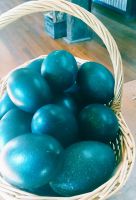 Emu Eggs For Sale (Both Fertile and Emu Eggs for Human consumption)