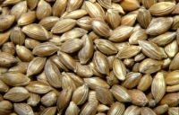 Best Quality Fonio Seeds For Sale At gGood Price