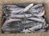 Frozen Pacific Mackerel Fish with every size