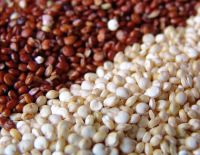 Quinoa Grain/ Quinoa Seeds/Organic Quinoa Grain