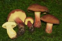 raw wild boletus edulis mushroom whole