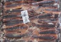 Frozen Illex Argentinus Squids / Illex Squids