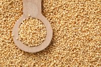 Quinoa Grain/ Quinoa Seeds/Organic Quinoa Grain for sales