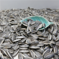 Oil Sunflower Seed/Bi Ma A Kind of Oil Seeds Zibo Castor Seeds