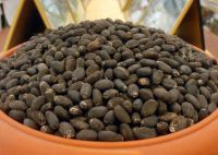 Jatropha Seeds, Castor Seeds, Flax Seeds