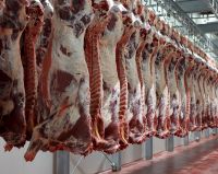 Frozen Boneless Halal Buffalo, Veal Meat and Edible Offal
