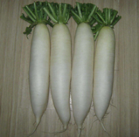 Original fresh white radish