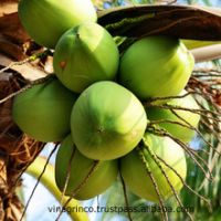 Fresh green young coconut