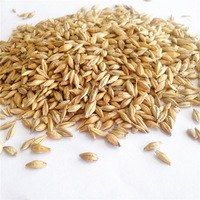 Barley for Animal Feeds