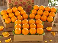 Fresh Organic Navel Oranges