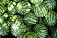 High Quality Fresh Water Melons