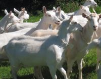 Healthy Saanen Goats, Askanian Goats for Sale