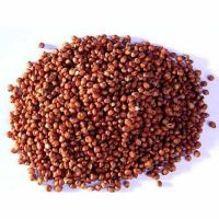 High Quality Bulk Red Sorghum/White Sorghum For Sale