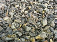 Clean Palm Kernel Shell Bulk Sale