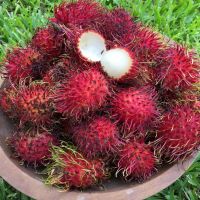 FRESH SWEET TASTY RAMBUTAN