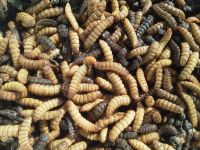 Black Soldier Fly Larvae