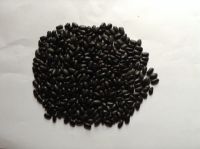 High Quality Black Kidney Beans