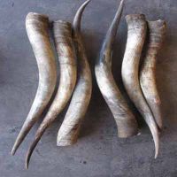 100% pure Cow Horn, Buffalo Horn, Sheep Skin, Lion skin, Cow/Buffalo Hides, Lamb Chop for sale