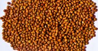 Sell Dried Red Pigeon Peas