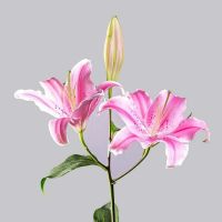 High Quality Hot Sales Fresh Cut Flower Pink Lily for Wedding and Decoration