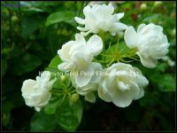 Superior Quality and Best Price Fresh Cut Flower Jasmine