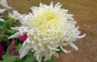 Wholsales Salable Fresh Cut Flower Chrysanthemum