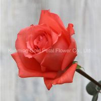 Superior Quality Fresh Cut Flowers Pink Star Rose