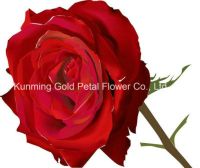 Best Gifts Wholsales Wonderful Fresh Cut Flower Rose Calola for Decoration