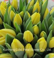 Best Decorative High Quality Fresh Cut Flowers Tulip
