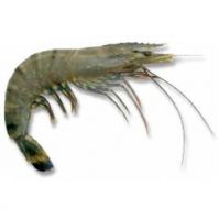 Scampi, Lobster, Shrimp , Prawns, Metanephrops , Nephrops at Low Price