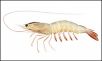 Scampi, Lobster, Shrimp , Prawns, Metanephrops , Nephrops