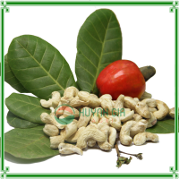 Cashew Nuts DW2 with High Quality
