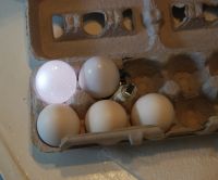Fertilized Hatching Eggs and Fresh Chicken Table Eggs..