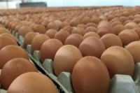 Chicken Hatching Eggs, Fertile Chicken Eggs