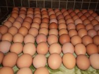 Fertile Hatching Egg , Broiler Hatching chicken Eggs