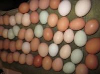 Chicken table and hatching eggs