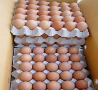 Fresh Chicken Table Eggs & Fertilized Hatching Eggs