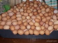 Egg - Fertile Chicken Eggs For Hatching Rhode Island Red Chickens