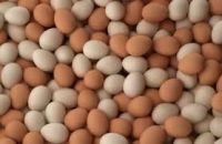 Grade A Broiler hatching eggs and fresh chicken table eggs