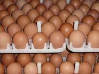 Farm fresh chicken eggs, Chicken table eggs, Brown Shell eggs, Fertile Hatching chicken eggs